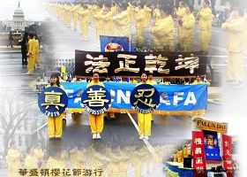 图片报道:逾百名法轮功学员参加华盛顿樱花节大游行