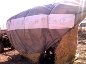 扎了草棚的手扶拖拉机,停在天津市滨海(港北)监狱对面。“尊重生命、尊重人权、尊重法律”的横幅挂了三天。