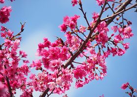 【征稿选登】管弦乐:千年等待