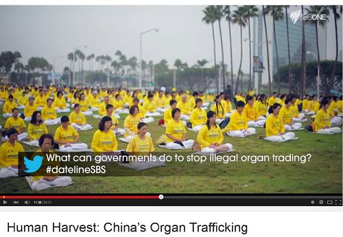 二零一五年四月七日晚,在纪录片《活摘》播出期间,澳民族台SBS的专题报导Dateline节目组通过推特向澳洲政府提出了一个必须面对的问题:政府部门可以做些什么制止非法器官买卖?(网路截图)