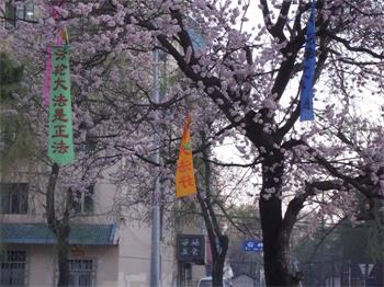 '图30:到处可见的真相条幅(二零一一年拍摄)'