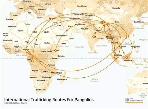 '图:世界穿山甲走私路线图,都卖往中国,中国人当作大补品食用,甲片作为中药材。(网路截图)'