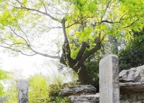 图1:北京景山公园纪念明朝崇祯帝自缢殉国处,古歪脖树已死,后来移植了新株。