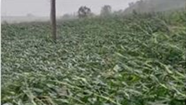 '台风暴雨侵袭 粮食成片倒伏'