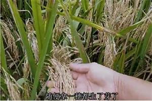 '今年粮食受灾严重,中共还称丰收'