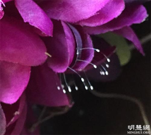 '图1~2:盛开的优昙婆罗花'